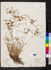 Cyperus globulosus image