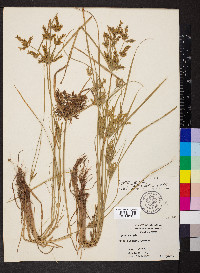 Cyperus iria image