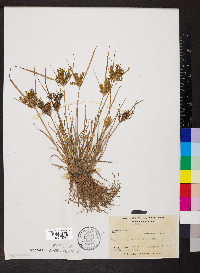 Cyperus iria image