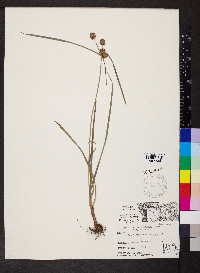 Cyperus echinatus image