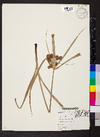 Cyperus echinatus image