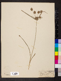 Cyperus lancastriensis image