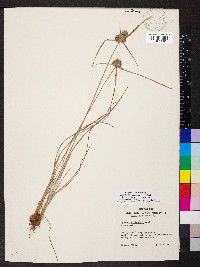 Cyperus lupulinus image