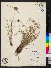 Cyperus lupulinus image
