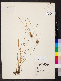 Cyperus lupulinus image