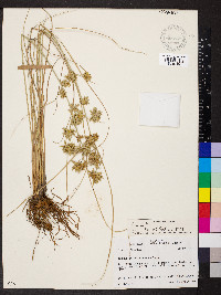 Cyperus oxylepis image