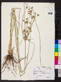 Cyperus oxylepis image