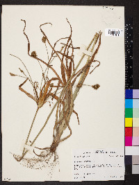 Cyperus plukenetii image