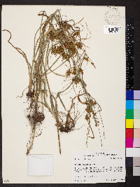 Cyperus plukenetii image