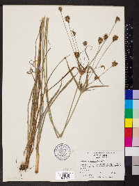 Cyperus plukenetii image