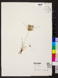 Cyperus pumilus image