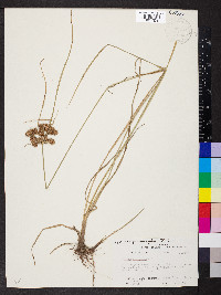 Cyperus pseudovegetus image
