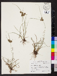 Cyperus pseudovegetus image