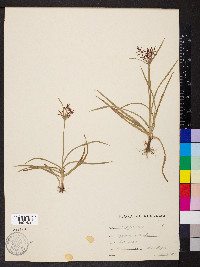 Cyperus rotundus image