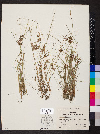 Cyperus bipartitus image