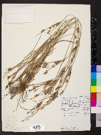 Cyperus schweinitzii image