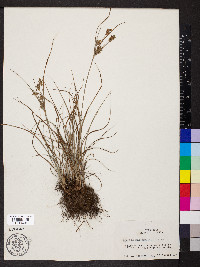 Cyperus schweinitzii image