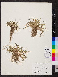Kyllinga pumila image