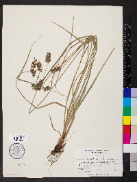 Cyperus tetragonus image