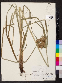 Cyperus virens image