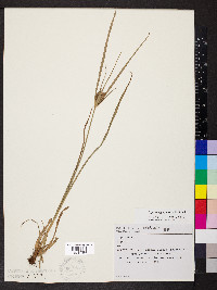 Cyperus aggregatus image