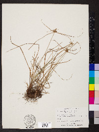 Cyperus aggregatus image