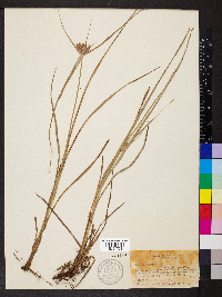 Cyperus aggregatus image