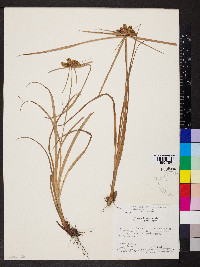 Cyperus aggregatus image