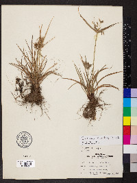 Cyperus ciliatus image