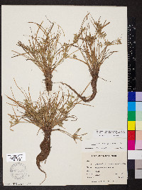 Cyperus compressus image