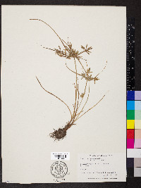 Cyperus compressus image