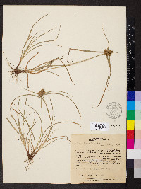 Cyperus aggregatus image