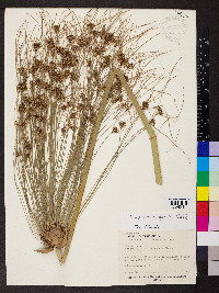 Cyperus giganteus image