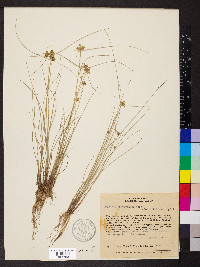 Cyperus lanceolatus image