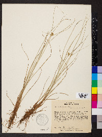 Cyperus lanceolatus image