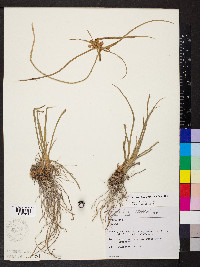 Cyperus entrerianus image