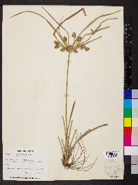 Cyperus entrerianus image