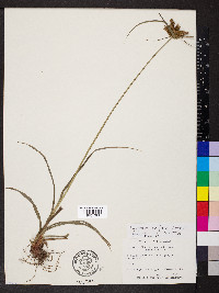 Cyperus regiomontanus image