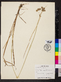 Cyperus surinamensis image