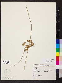Cyperus surinamensis image