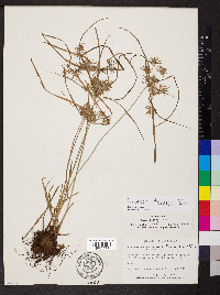 Cyperus tenuis image