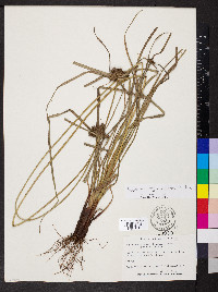 Cyperus regiomontanus image