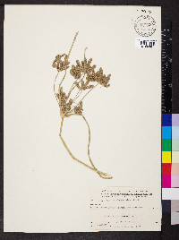 Cyperus alopecuroides image