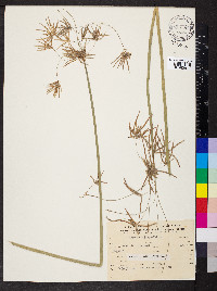 Cyperus articulatus image