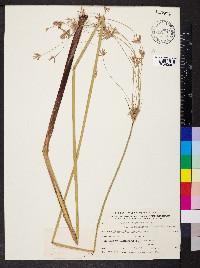 Cyperus corymbosus image