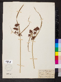 Cyperus longus image