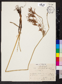 Cyperus longus image