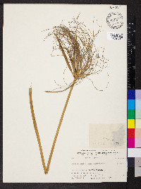 Cyperus papyrus image