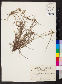 Cyperus pygmaeus image