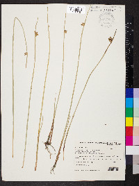 Cyperus laevigatus image